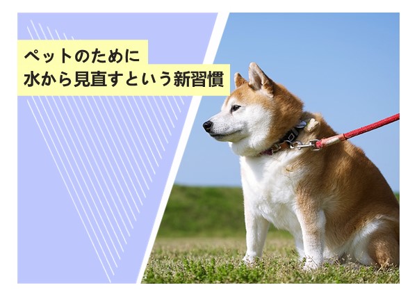 ペットのために水から見直すという新習慣
